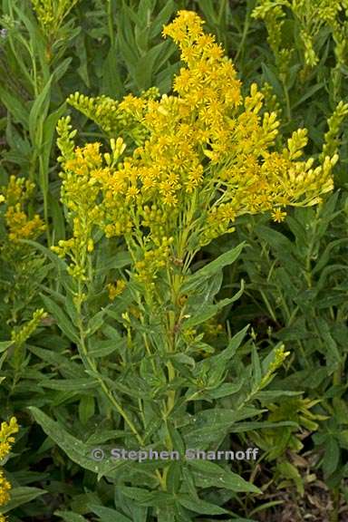 solidago elongata 4 graphic